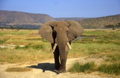 82 - Um elefante chamado Duílio